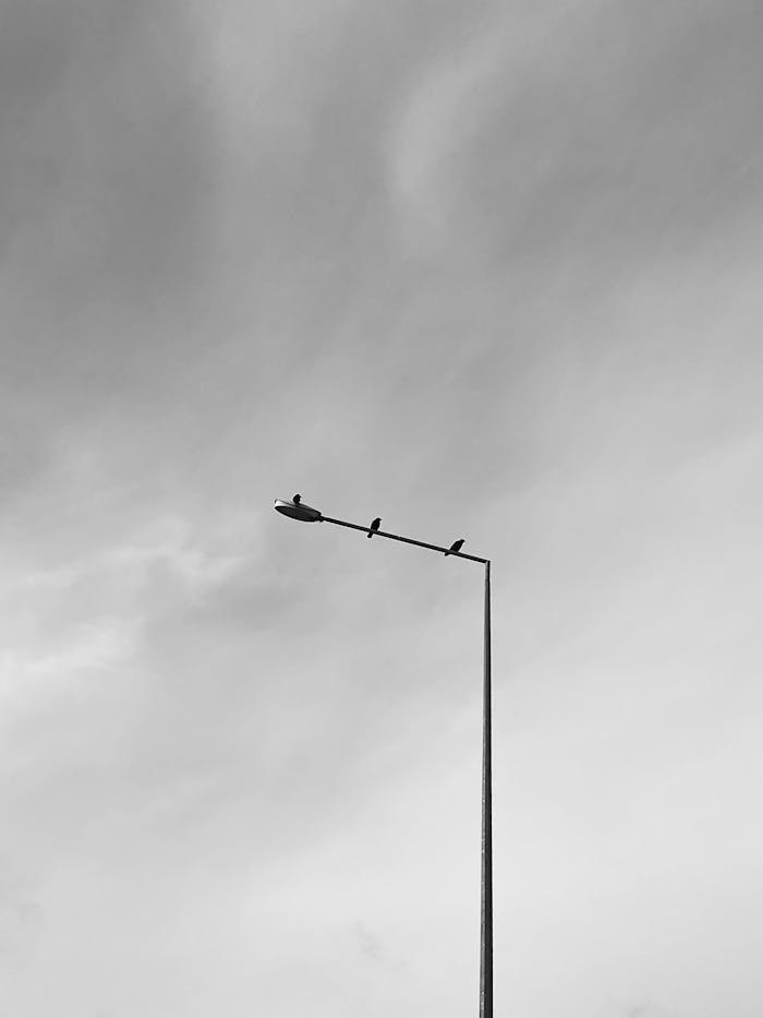 Crafting Captivating Headlines: Your awesome post title goes here Black and white photo of birds on a street lamp under an overcast sky.